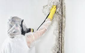 Best Black Mold Removal  in Gang Mills, NY